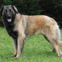 Estrela Mountain Dog